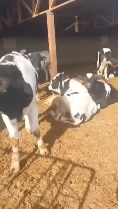 گوساله نرهلشتاین نیم گوشت|حیوانات مزرعه|تهران, امام زاده عبدالله|دیوار