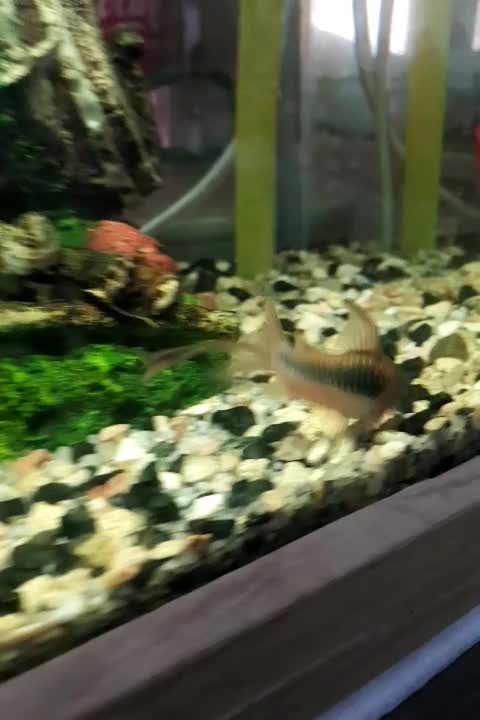 کوریدوراس نژاد دار باله بلند|ماهی|تربتحیدریه, قائم|دیوار