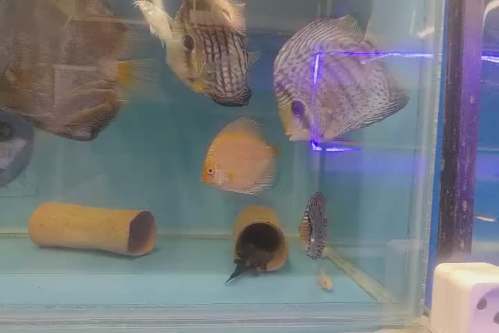 دیسکس حدود سه و سه نیم اینچ|ماهی|مشهد, فاطمیه|دیوار