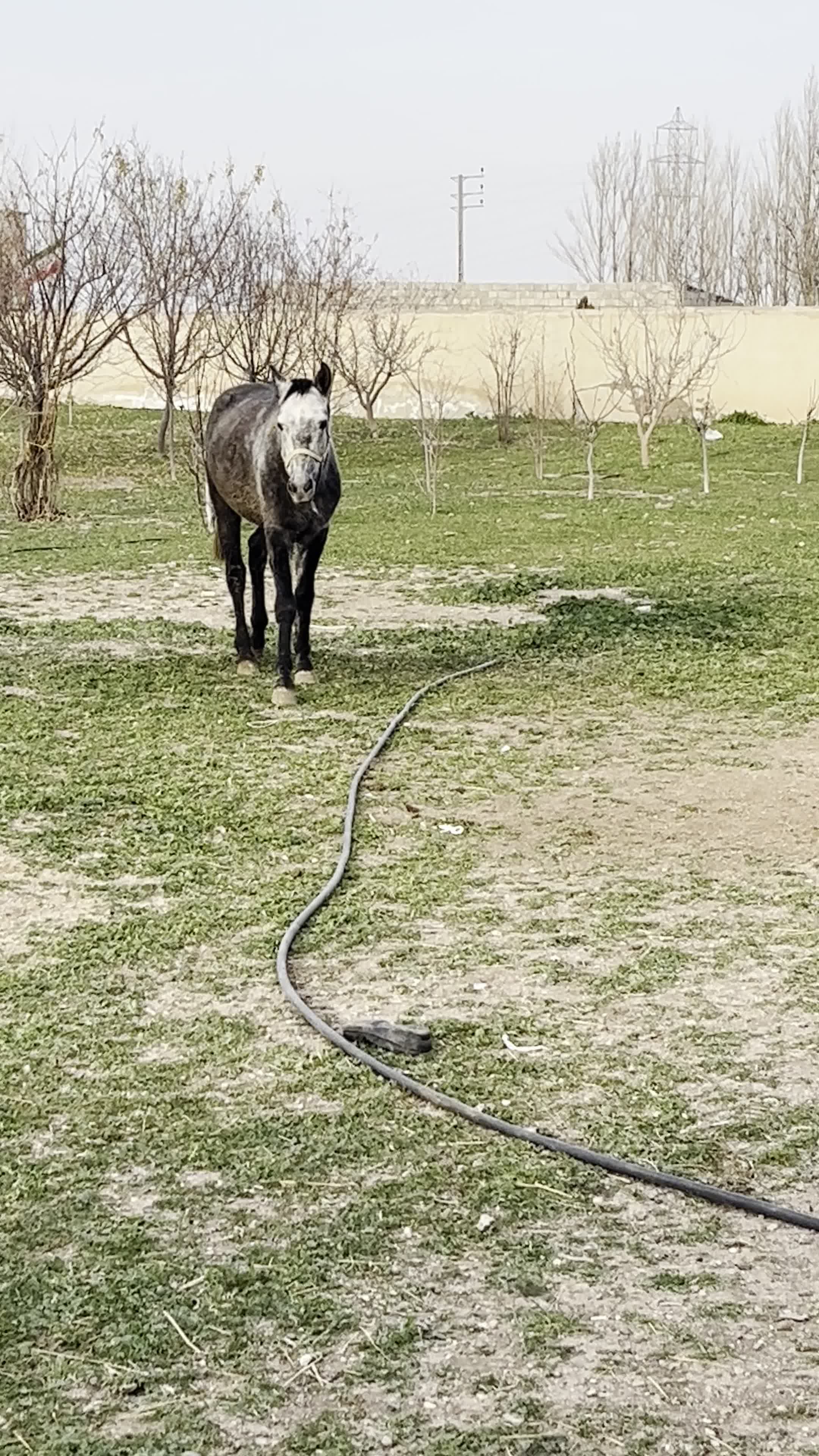 اسب اصیل|اسب و تجهیزات اسبسواری|اردبیل, |دیوار