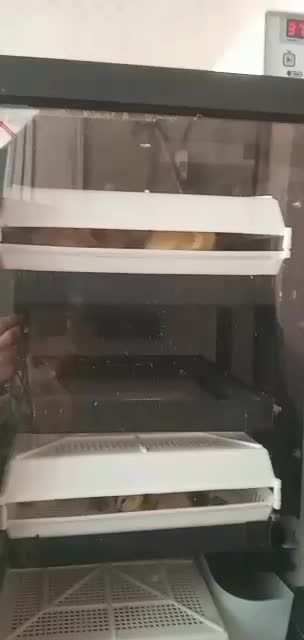 دستگاه جوجکشی 168تایی، اسکندری|لوازم جانبی حیوانات|رشت, گیل|دیوار