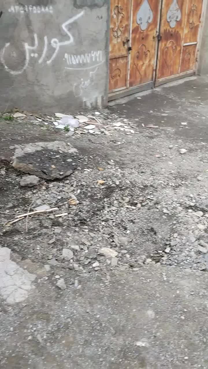 ««سگ»»|سگ|مشهد, بهار|دیوار