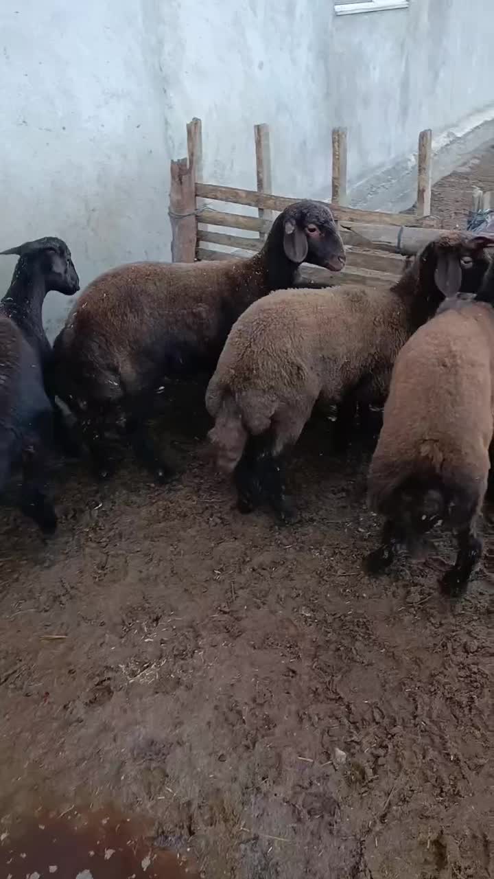 10راس توقلی قزل افشاری ماده زیر قوچی|حیوانات مزرعه|سیمین شهر, |دیوار