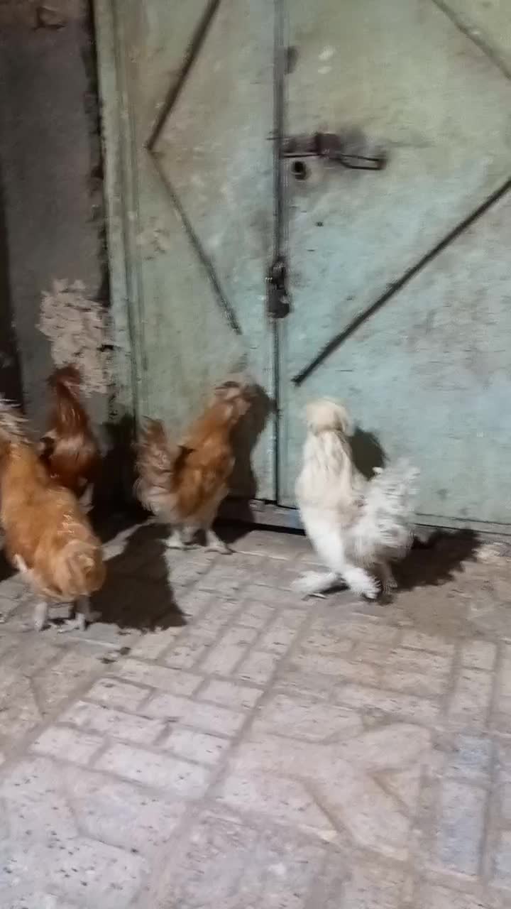 خروس|حیوانات مزرعه|مشهد, تبادکان|دیوار