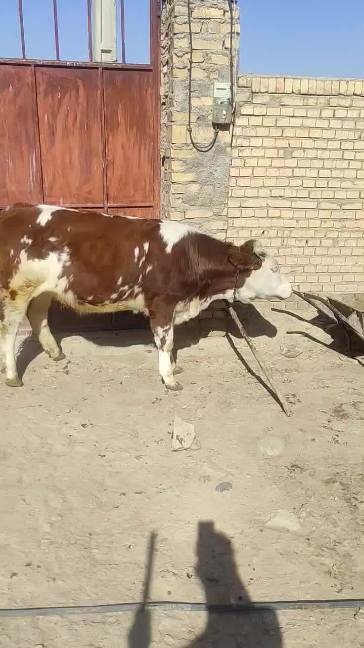 گوساله ماده سیمینتال|حیوانات مزرعه|کرانی, |دیوار