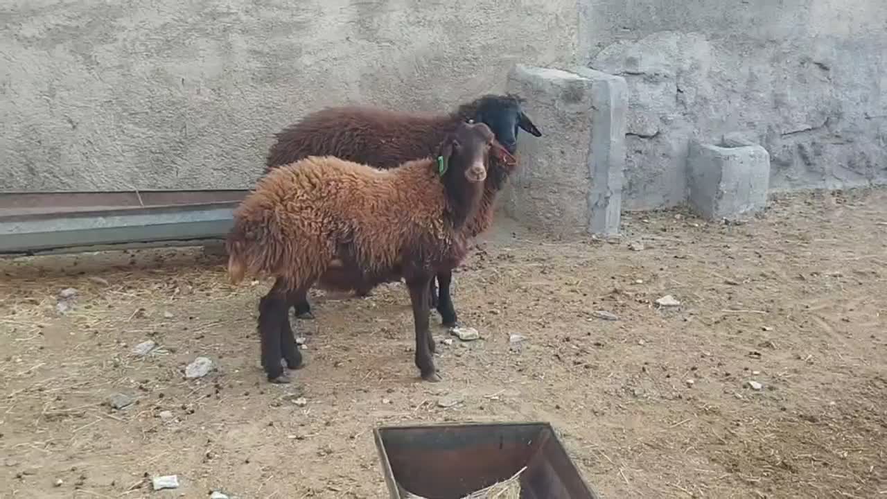 سه راس همو|حیوانات مزرعه|قوچان, |دیوار