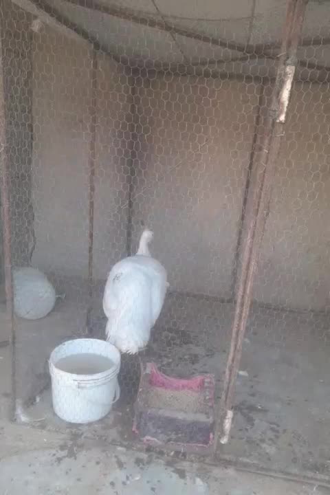 طاووس  سفید ماده|پرنده|تهران, خلازیر|دیوار