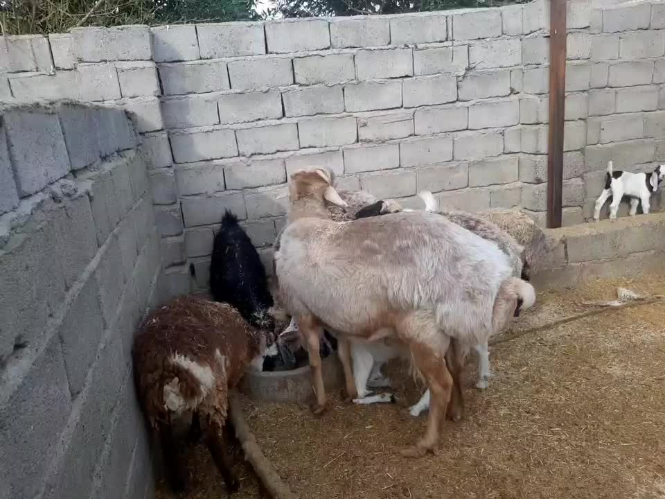 قوچ چینی شیرازی دوساله|حیوانات مزرعه|رودبار (کرمان), |دیوار