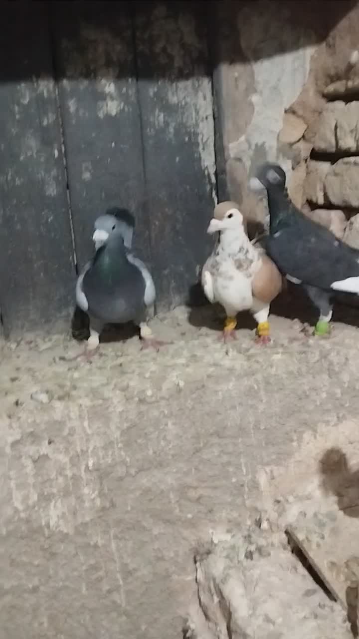 کبوتر پرشی|پرنده|اسفرورین, |دیوار