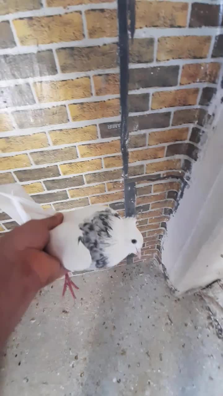 طوقی واشری نر بدون خال باسهره هم عوض میکنم|پرنده|نورآباد, |دیوار