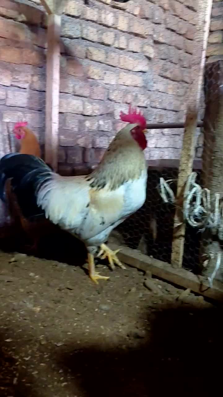 لاری‌م|حیوانات مزرعه|مزرعه کتول, |دیوار