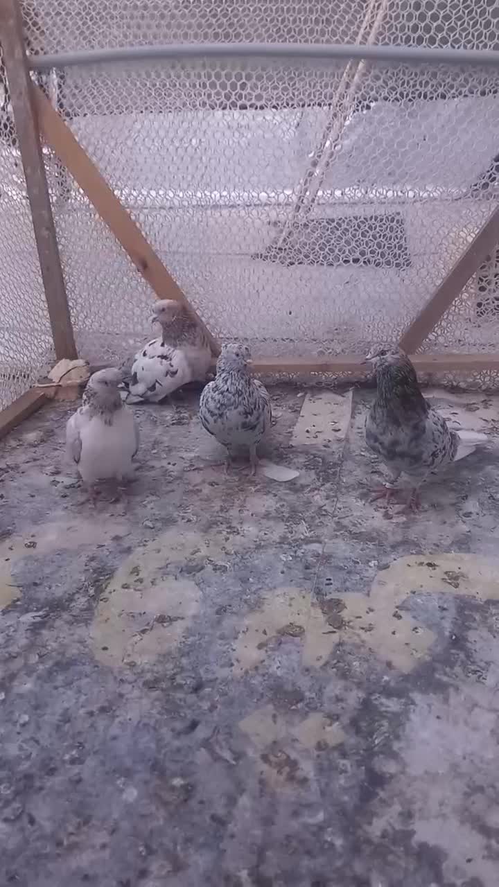 سرور|سگ|چهارباغ, |دیوار