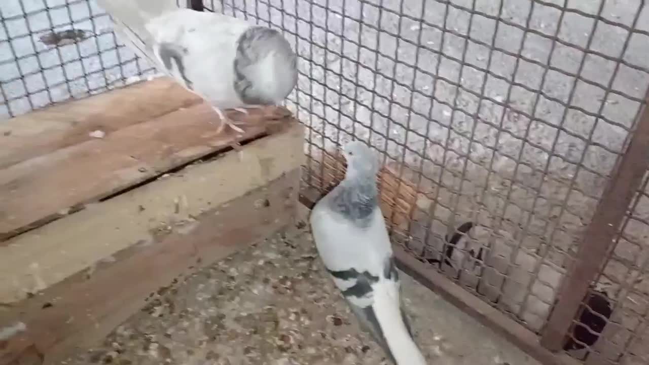 دم سفید|پرنده|جره و بالاده, |دیوار