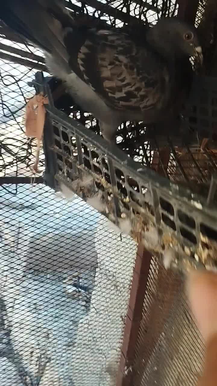 کبوتر پلاکی|پرنده|آبدانان, |دیوار