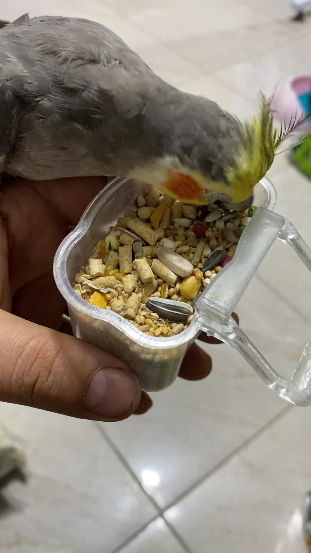 عروس هلندی|پرنده|رشت, حمیدیان|دیوار