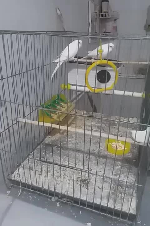 یک جفت عروس هلندی،۳جوجه دوماه ویکجفت مرغ عشق سفید|پرنده|آبادان, |دیوار