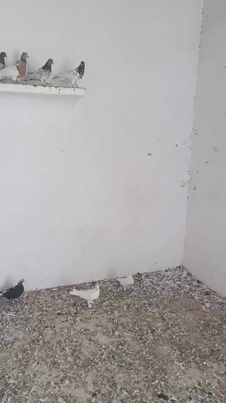 کبوتر رنگی|پرنده|بستان آباد, |دیوار