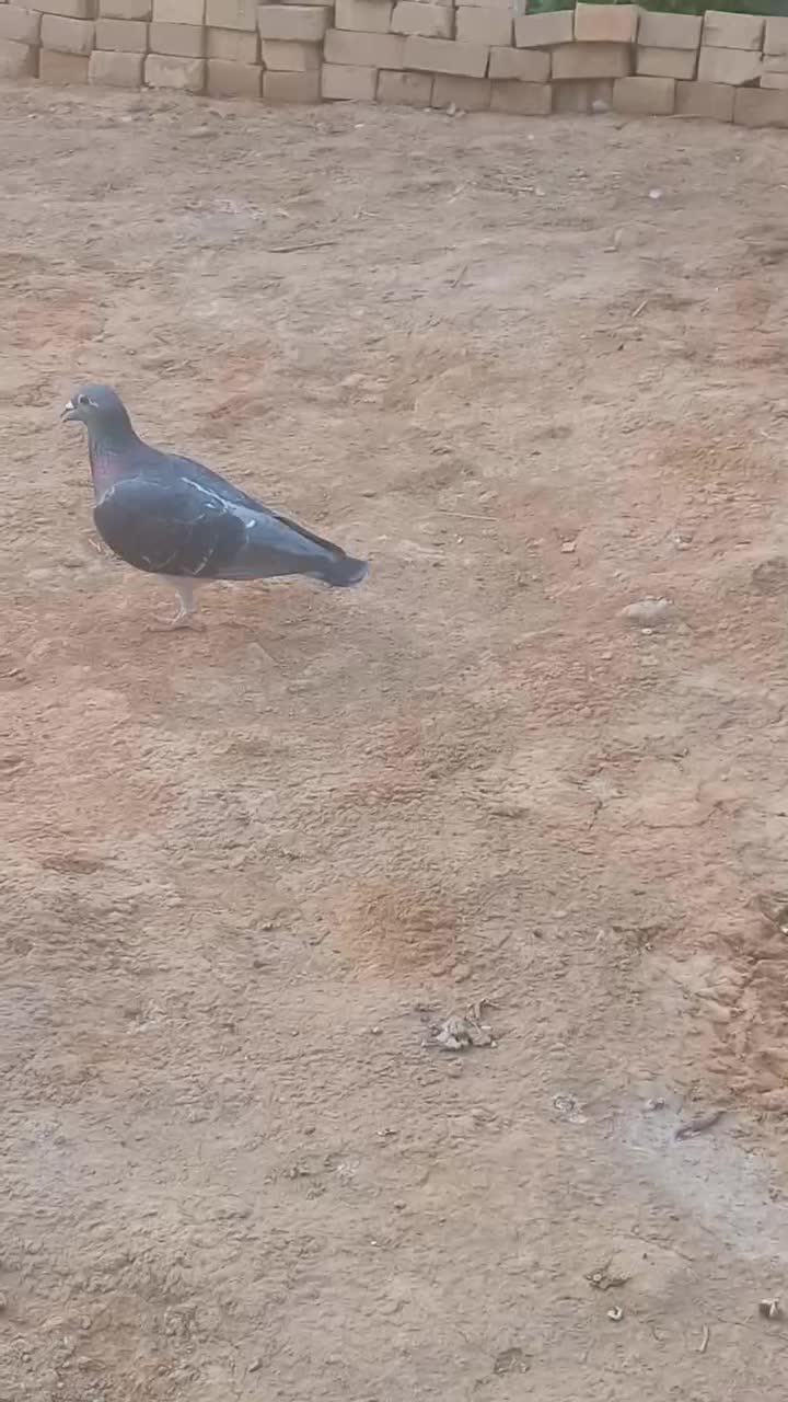 فروشی|پرنده|خرمشهر, |دیوار