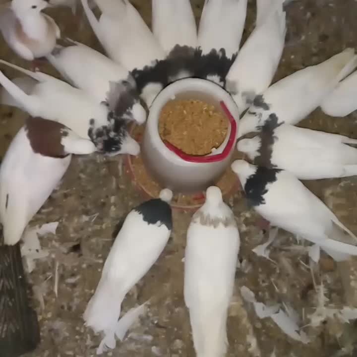 طوقی همه رنگ خاص|پرنده|شهرکرد, |دیوار