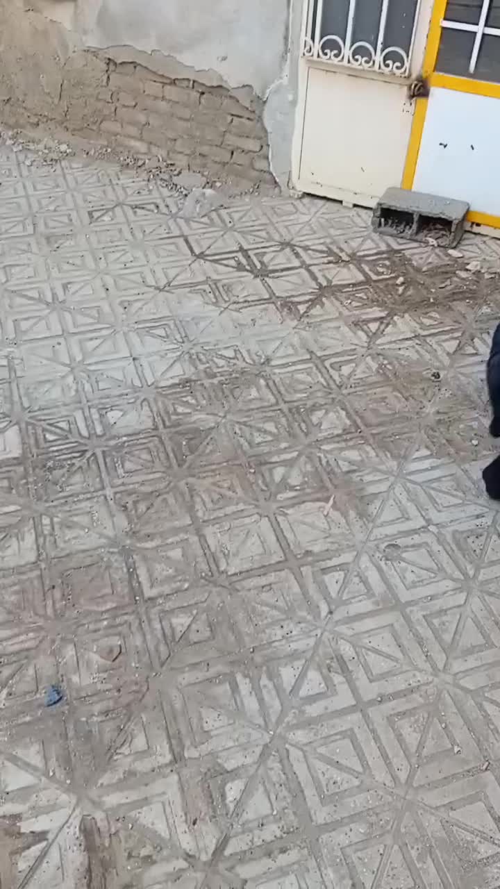 سگ ژرمن|سگ|تویسرکان, |دیوار