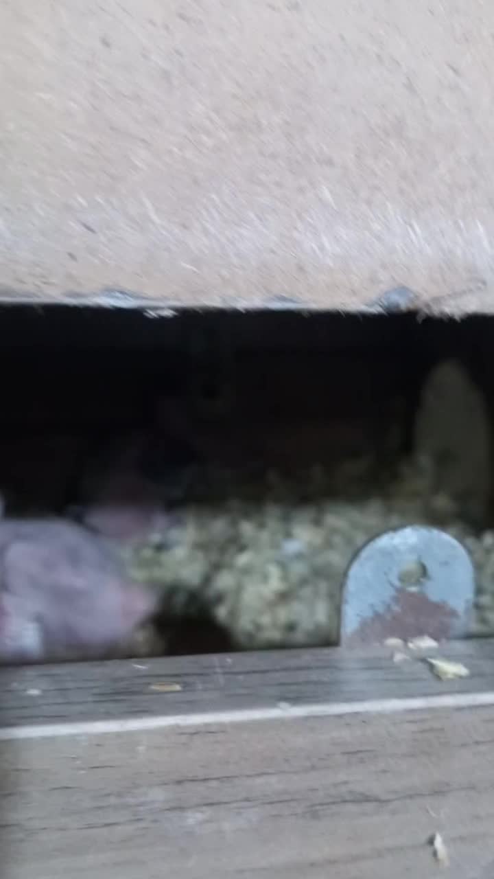 دو جفت عروس هلندی لوتینو و البینو به همراه جوجه|پرنده|مشهد, شهرک مطهری|دیوار