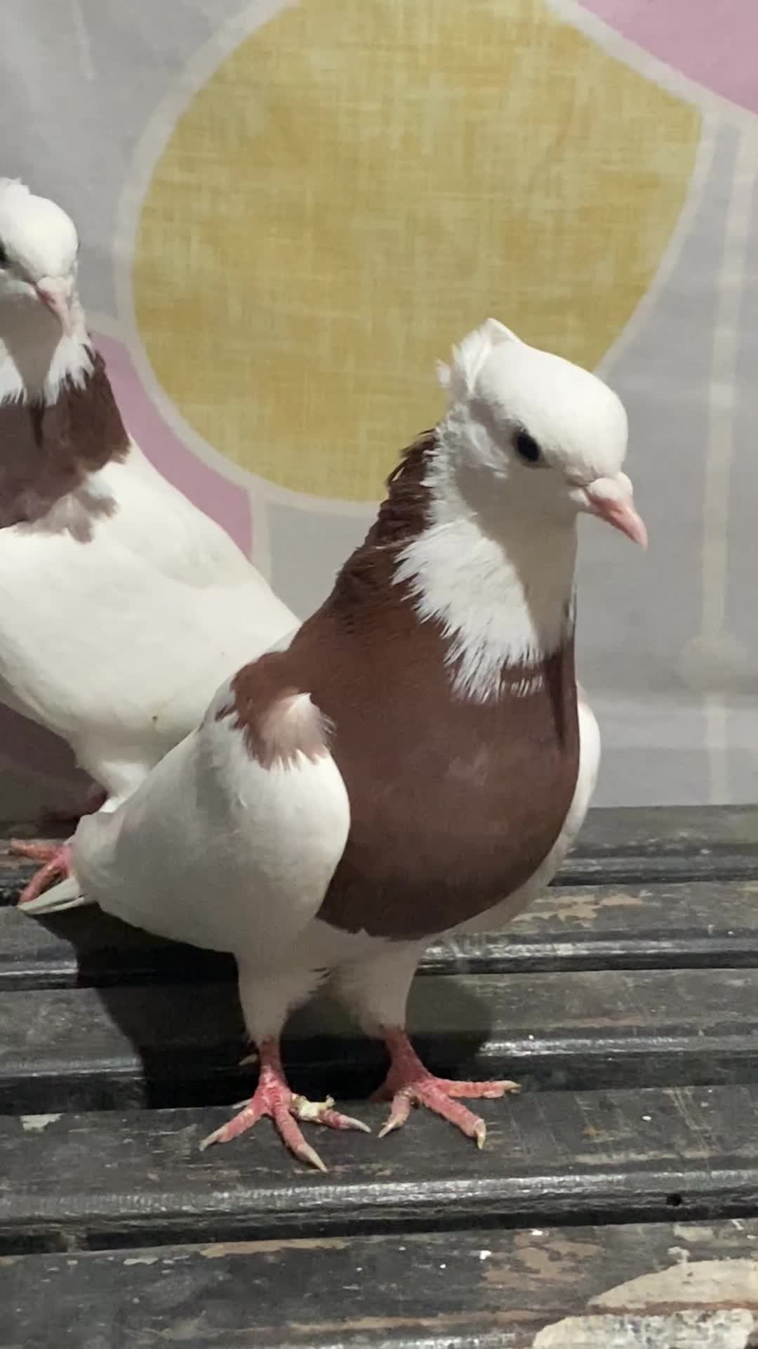 کبوتر طوقی|پرنده|پل سفید, |دیوار