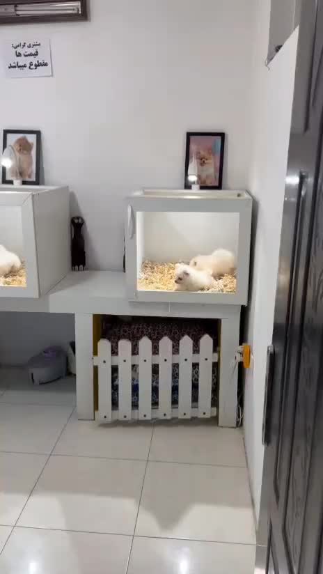 پامرانین تیکاپ همه مدل|سگ|مشهد, امیریه|دیوار