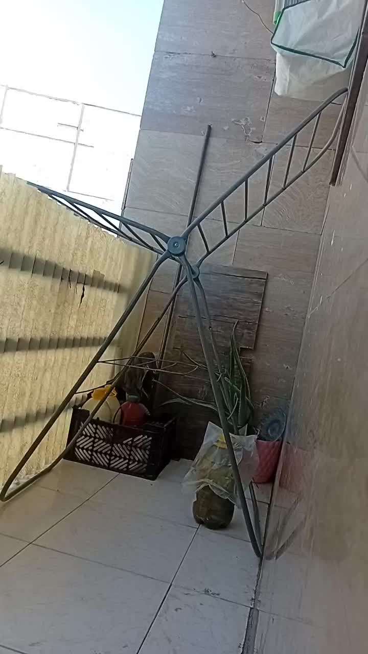 سهره نرجوجه قفس|پرنده|پاکدشت, پاکدشت (مامازند)|دیوار