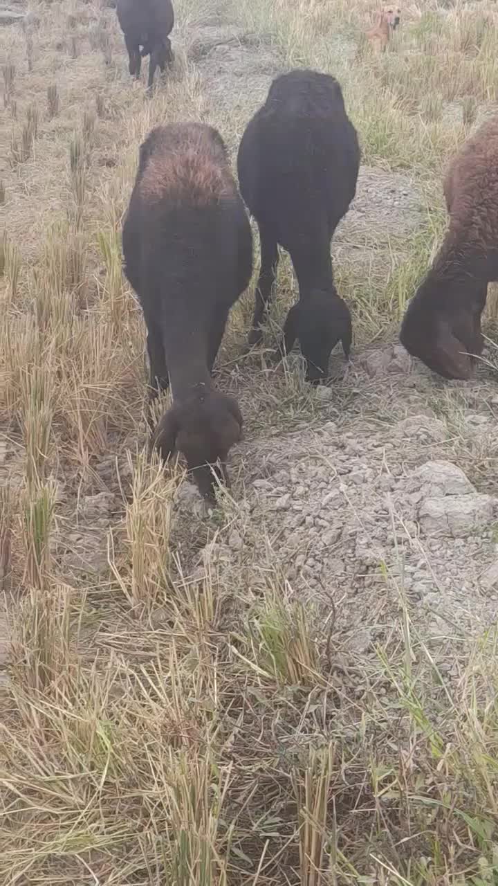 گوسفند قزل افشار|حیوانات مزرعه|گنبد کاووس, |دیوار