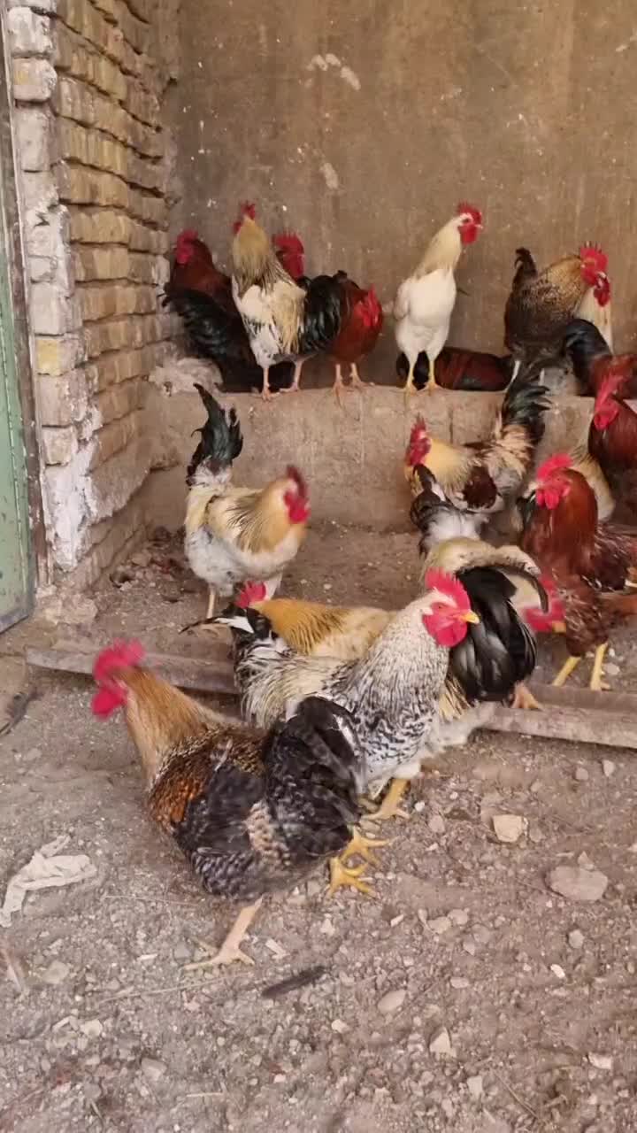 خروس محلی سیاه گلین و نیمچه گلین|حیوانات مزرعه|الوند, |دیوار