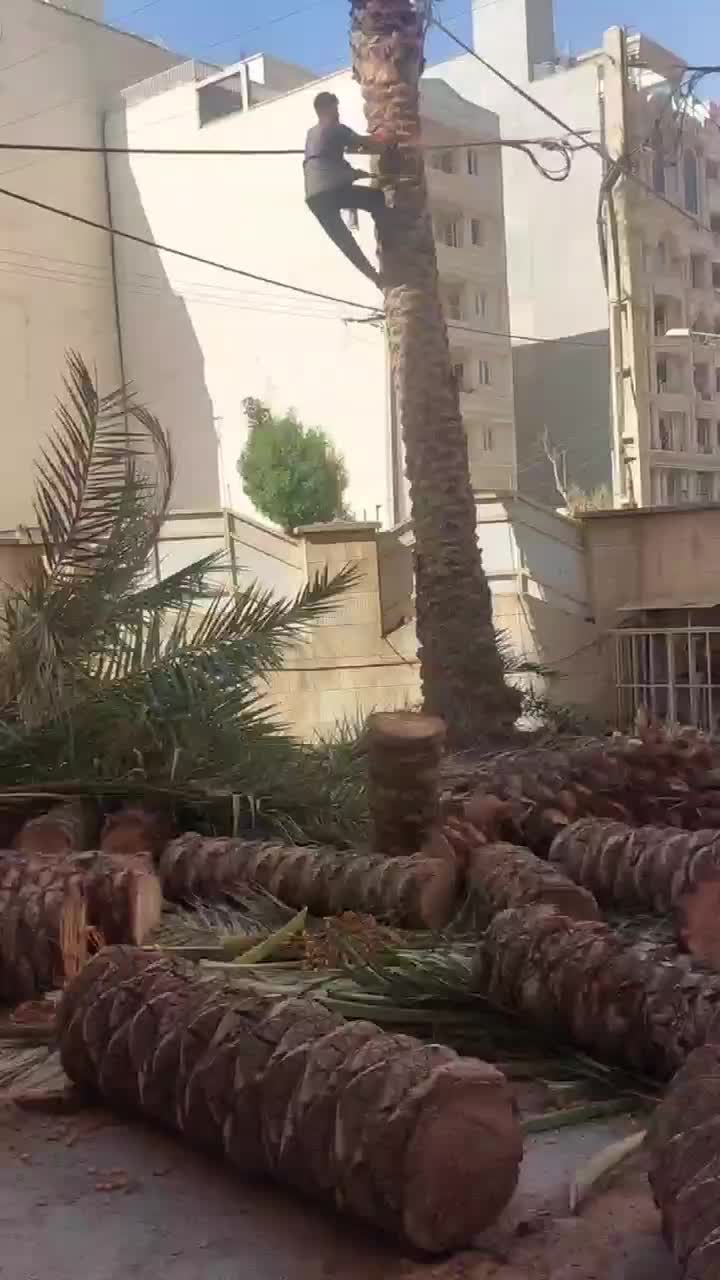 قطع نخل بریدن تمیز هرس درآوردن ریشه سم پاشی نخل|خدمات باغبانی و درختکاری|اهواز, نادری|دیوار