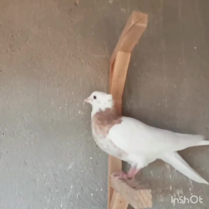 کبوتر طوقی|پرنده|قزوین, |دیوار