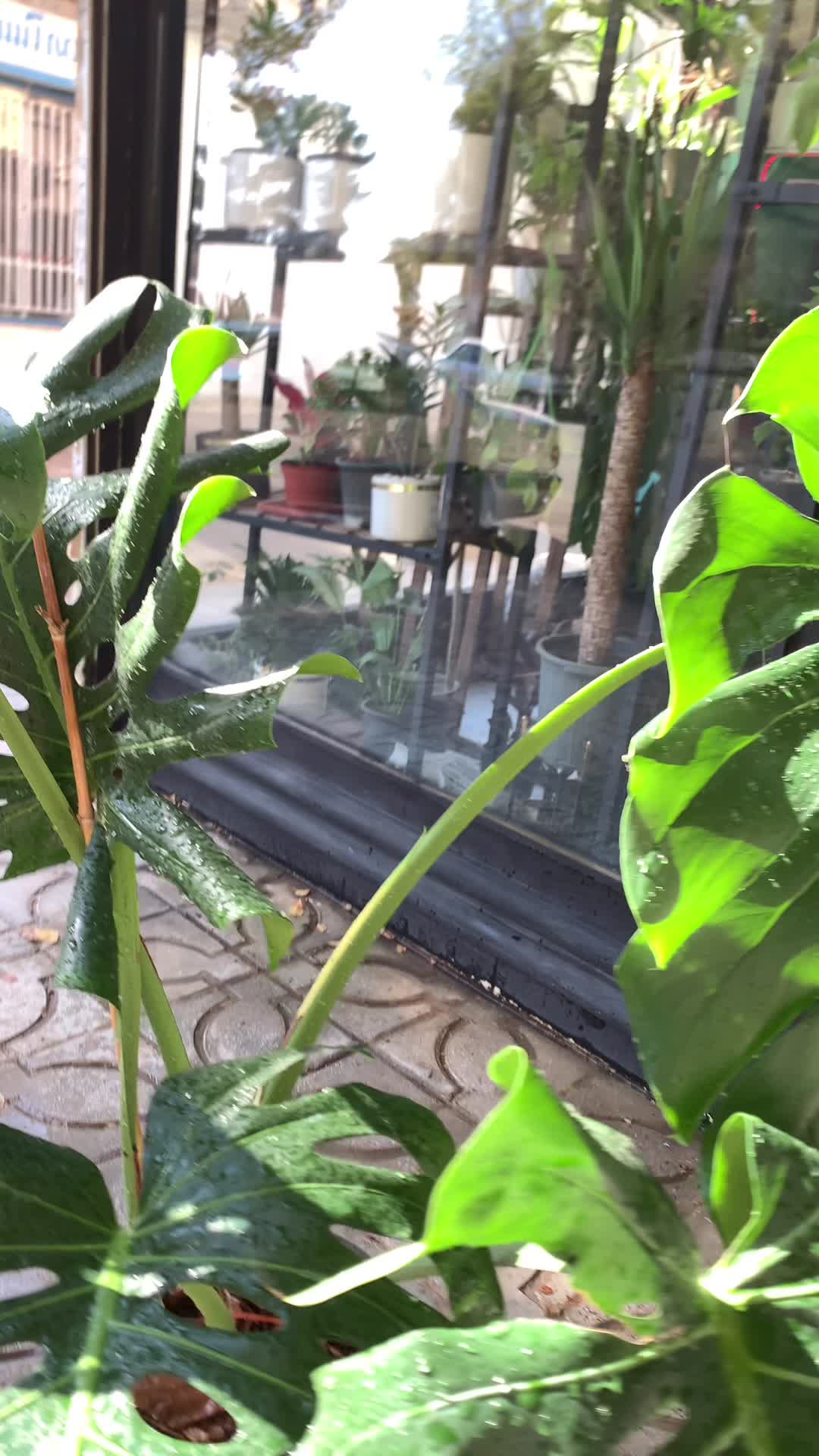 برگ انجیری کینگ|گل و گیاه طبیعی|کرمانشاه, |دیوار