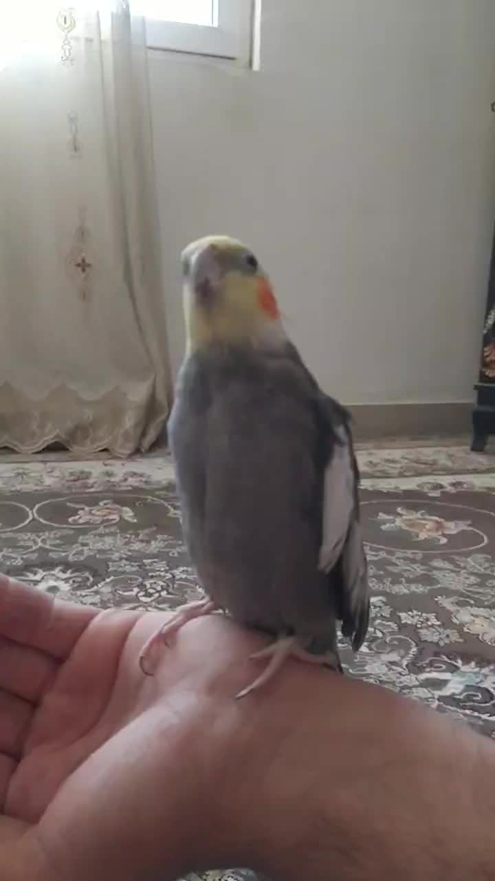 عروس هلندی سخنگو|پرنده|سرپل ذهاب, |دیوار