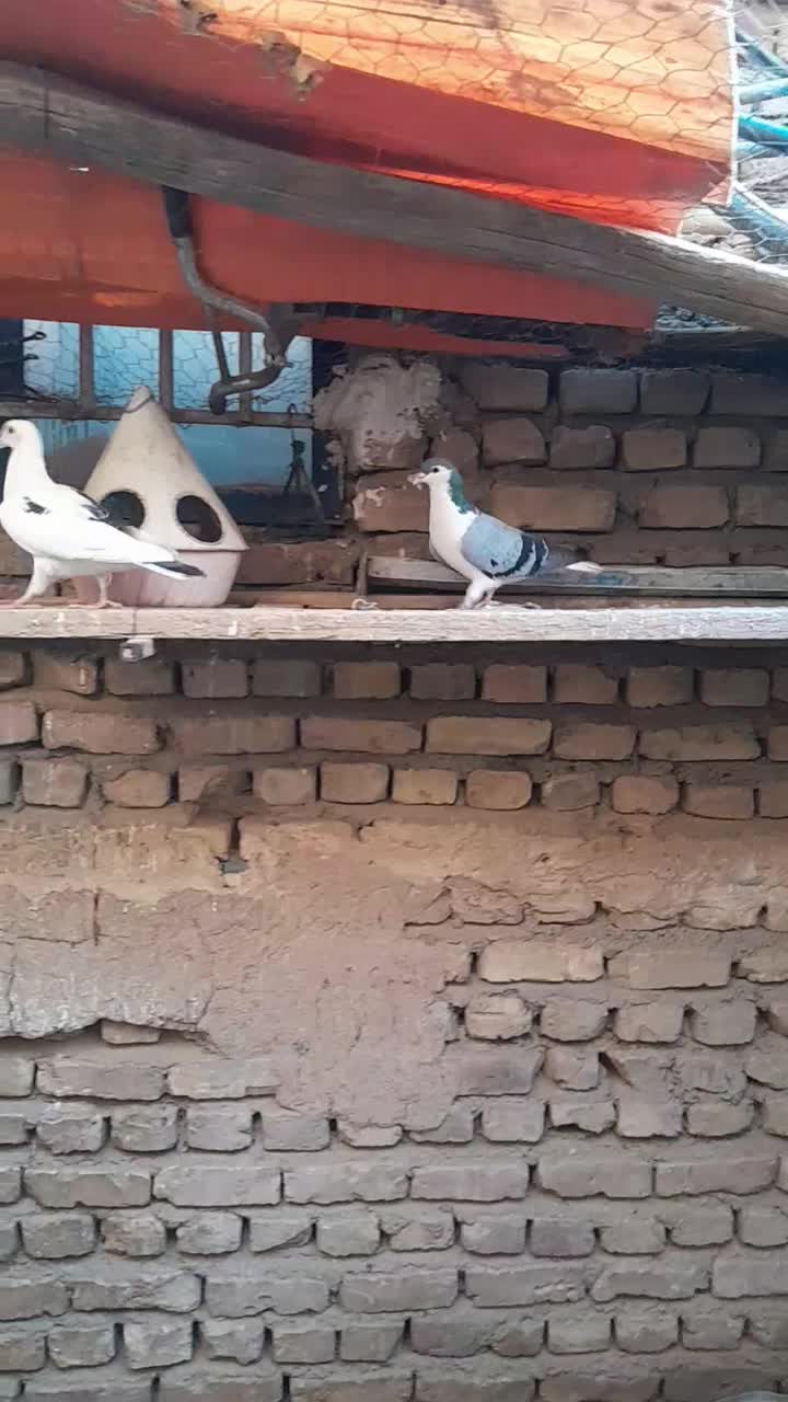 دو عدد کفتر ماده|پرنده|فرح دشت, |دیوار