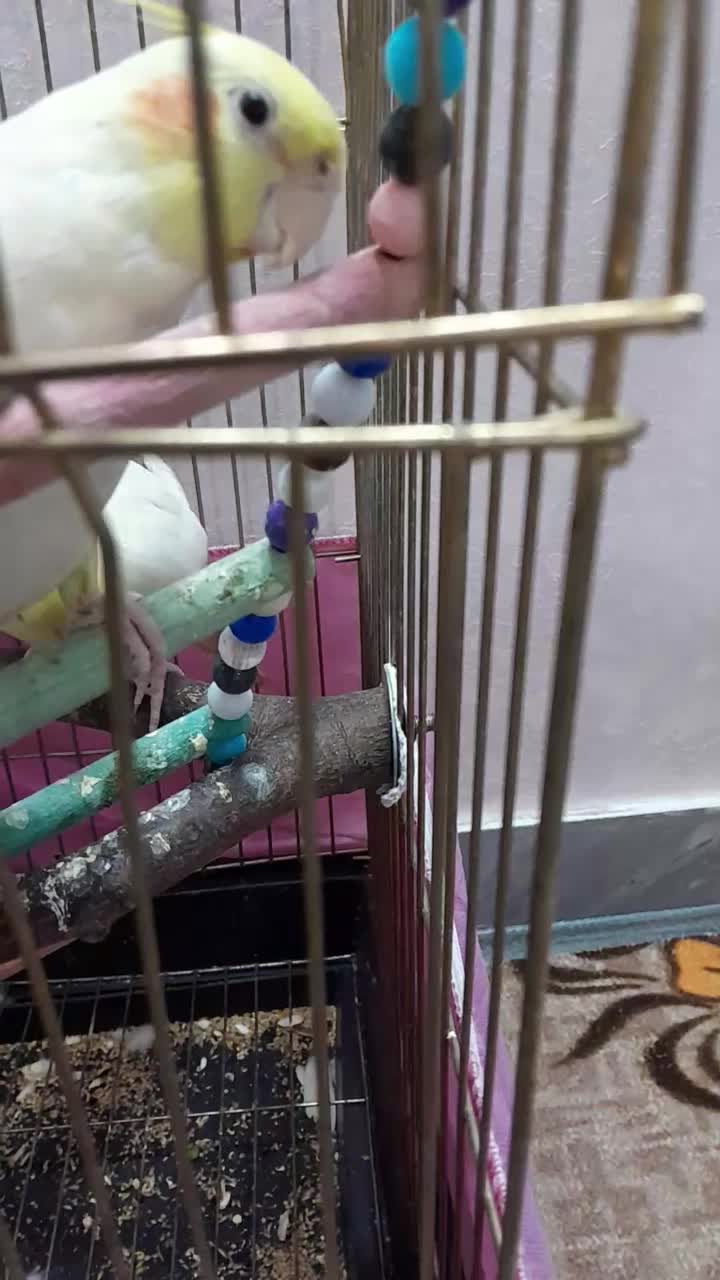 سخنگو رخ به رخ|پرنده|شاهدشهر, |دیوار