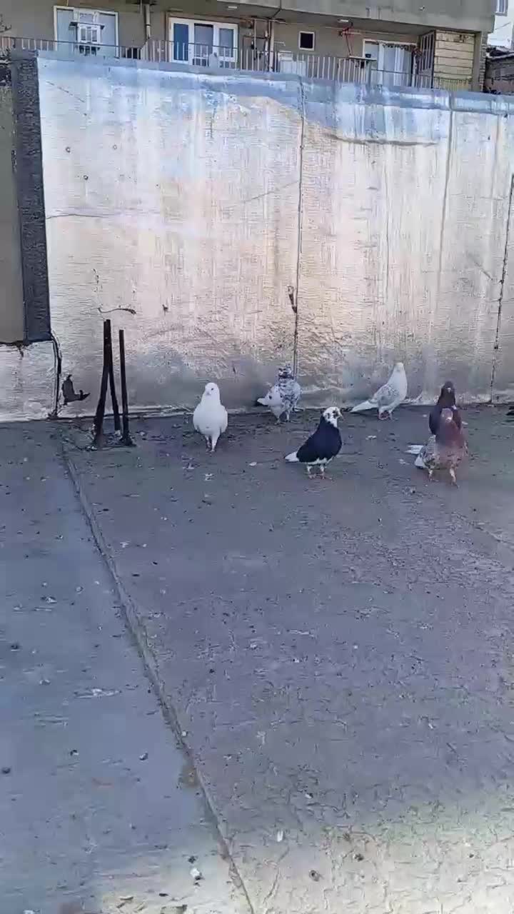 10 عدد کبوتر پرشی ذات دار|پرنده|بانه, |دیوار