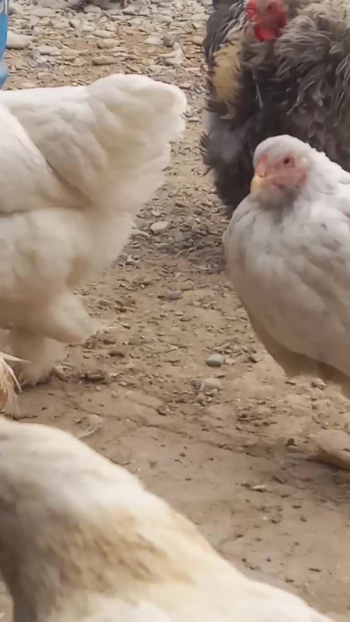 مرغ و خروس برهما مویی مفت ابریشمی|حیوانات مزرعه|پیشوا, |دیوار