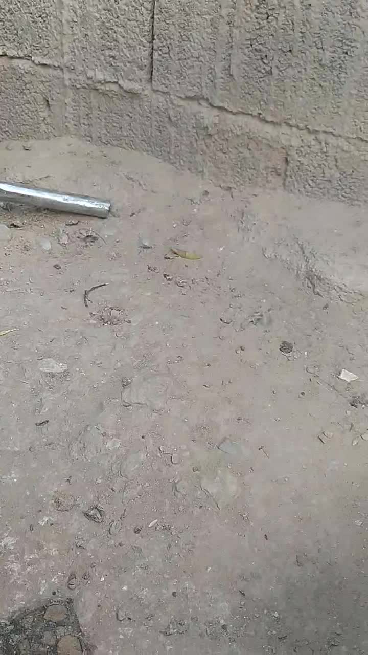 یال سیاه|پرنده|کوه چنار, |دیوار