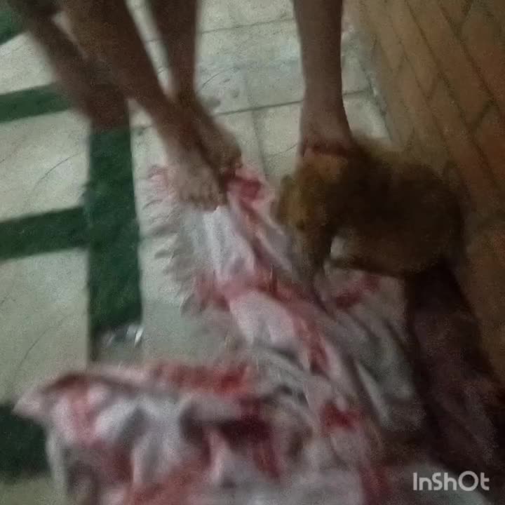 سگ پامر|سگ|مسجد سلیمان, |دیوار