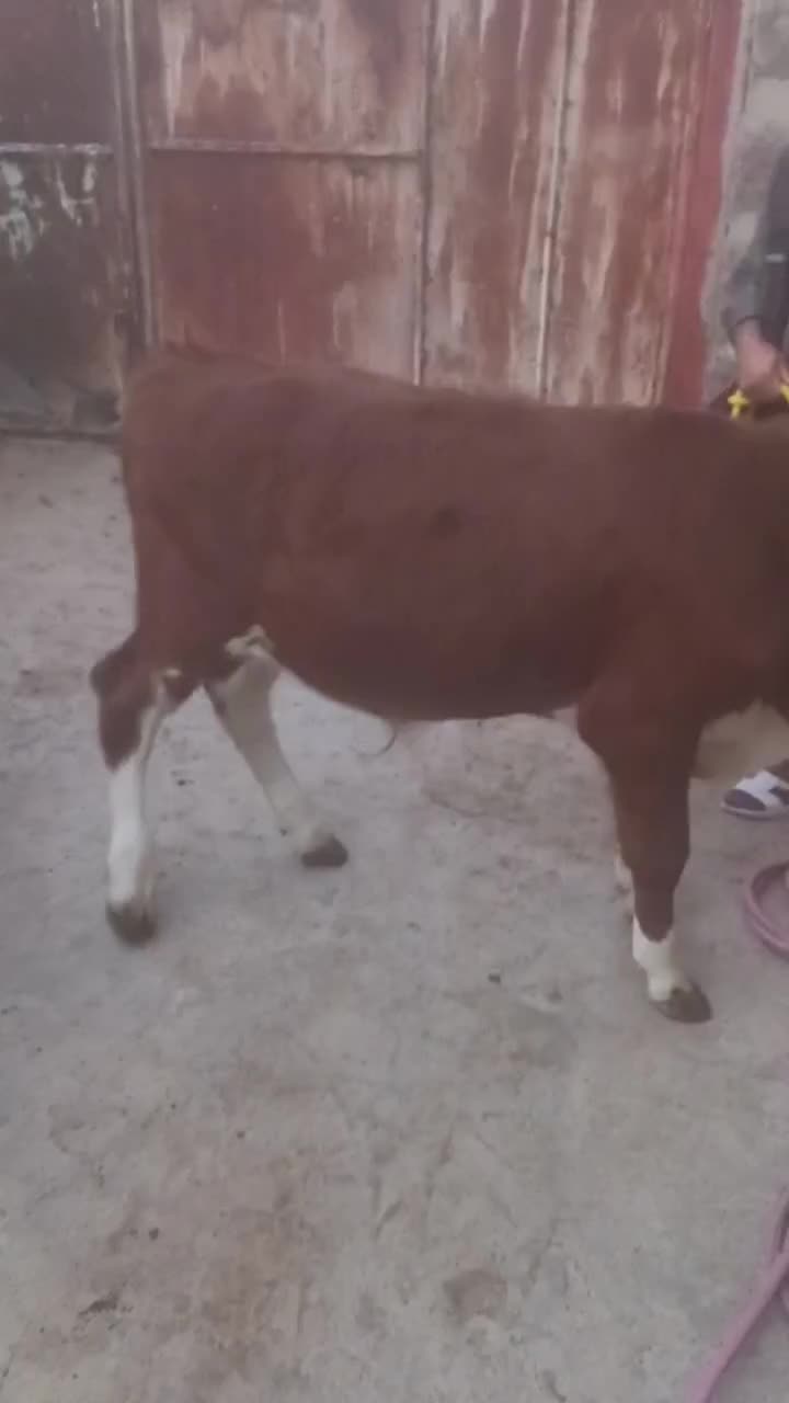 گوساله نرتخمی|حیوانات مزرعه|کشاورز, |دیوار