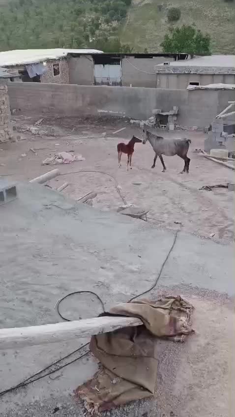 اسب|اسب و تجهیزات اسب‌سواری|سپیدان, |دیوار