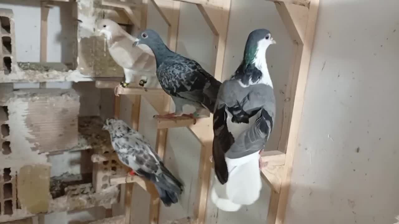 کفتر کبوتر رنگه آلمانی پرشی جفتگاه|پرنده|مشهد, بلال|دیوار