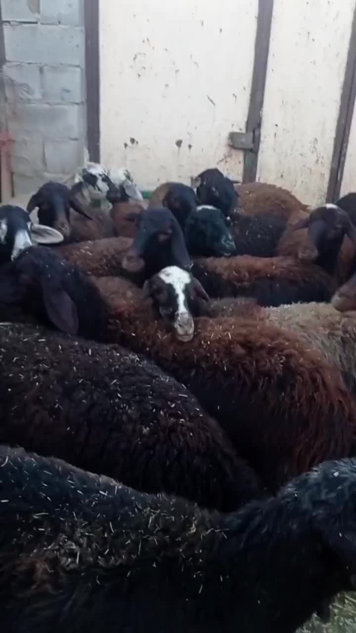 گوسفند افشاری|حیوانات مزرعه|صحنه, |دیوار