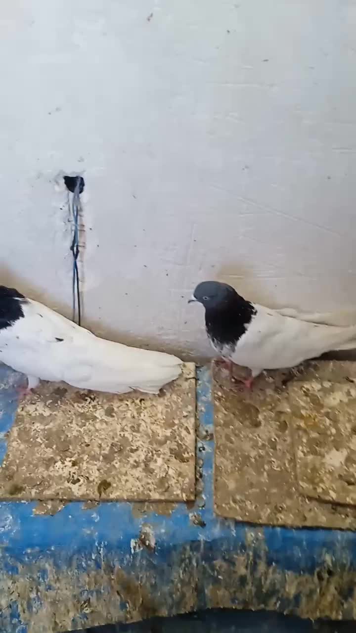 طوقی|پرنده|اردبیل, |دیوار