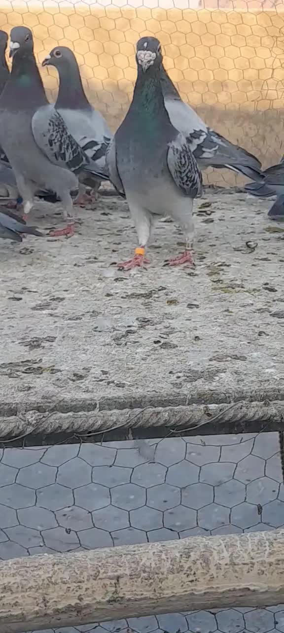 کبوتر پلاکی مسافتی وآلمانی وکارل میولمنز|پرنده|تفت, |دیوار