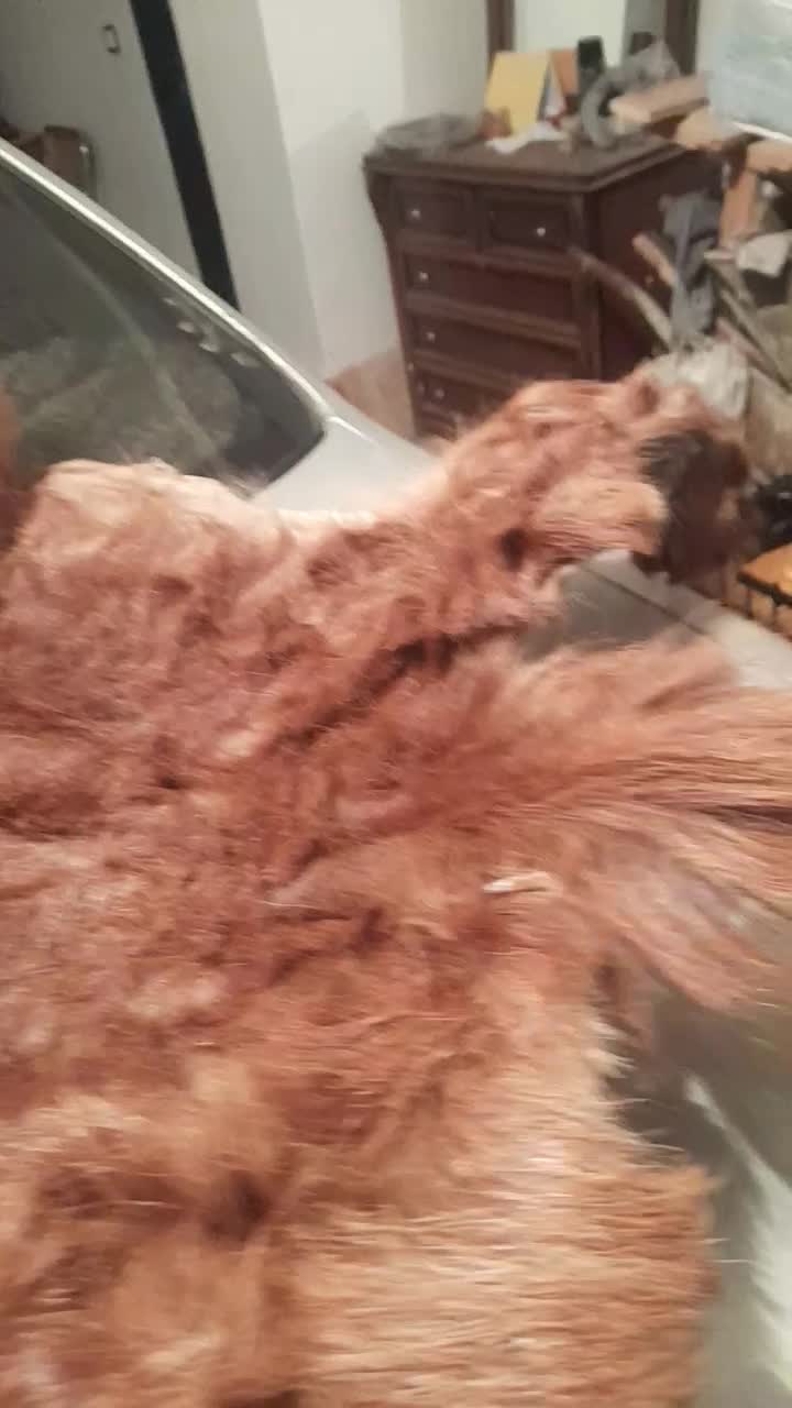 فروش پوست بز|فرش|ارومیه, |دیوار