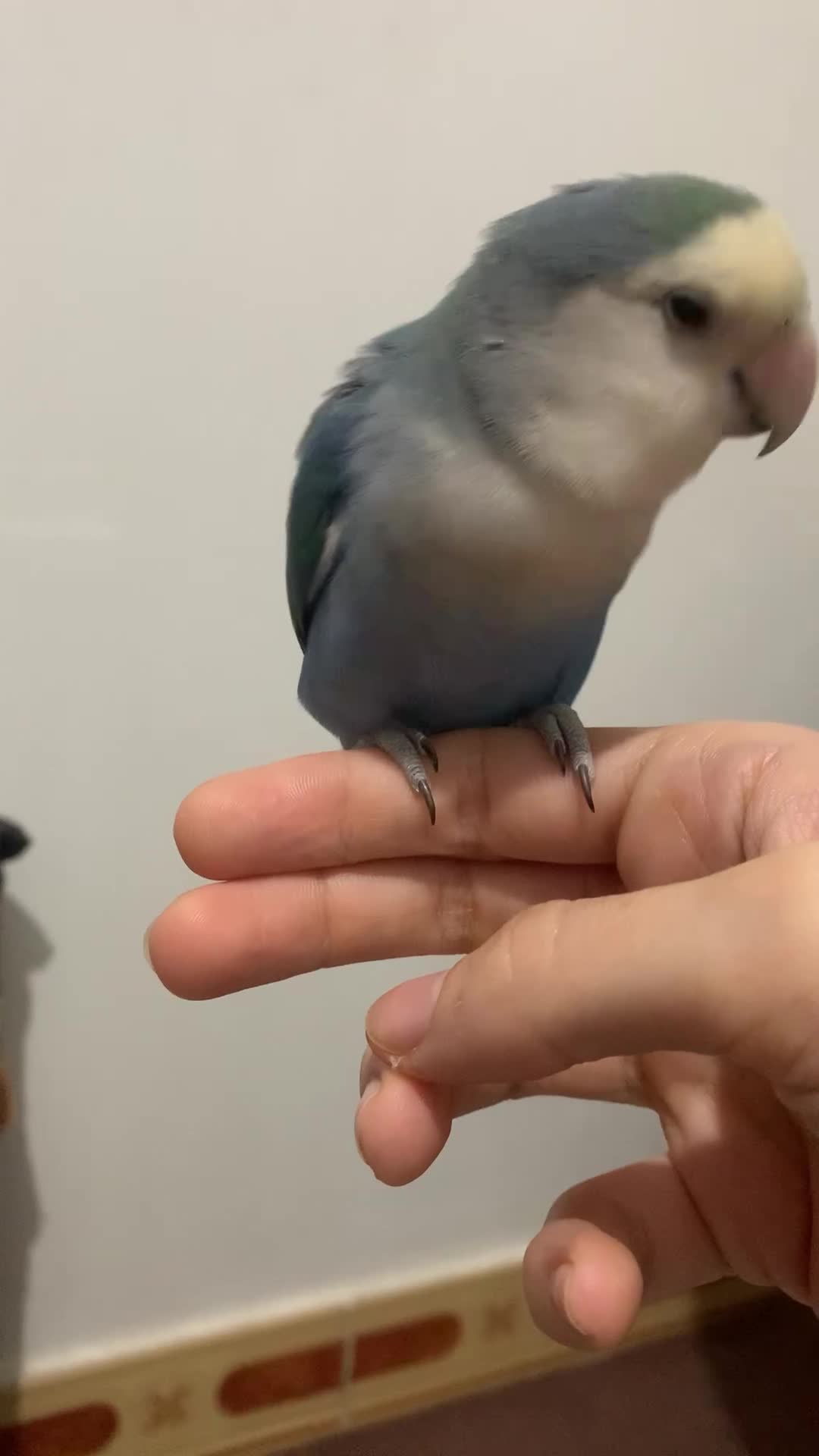 طوطی کوتوله برزیلی|پرنده|ساری, |دیوار