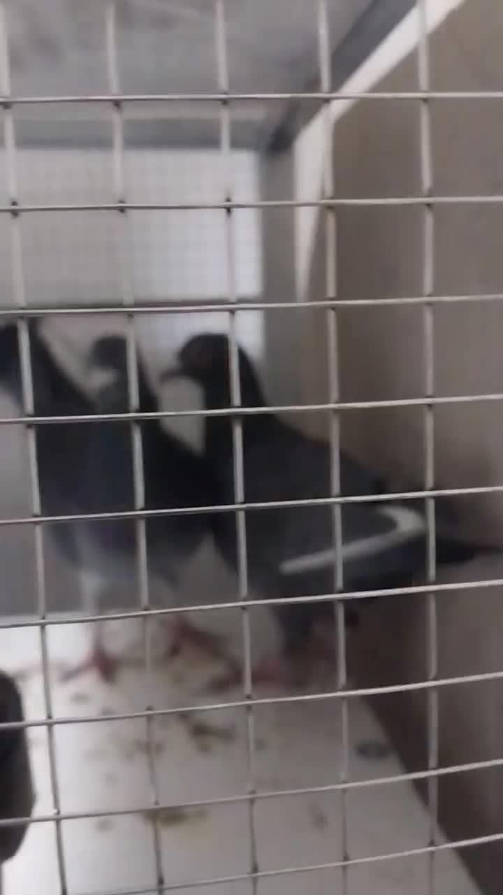 کفتر پلاکی|پرنده|تهران, مسعودیه|دیوار