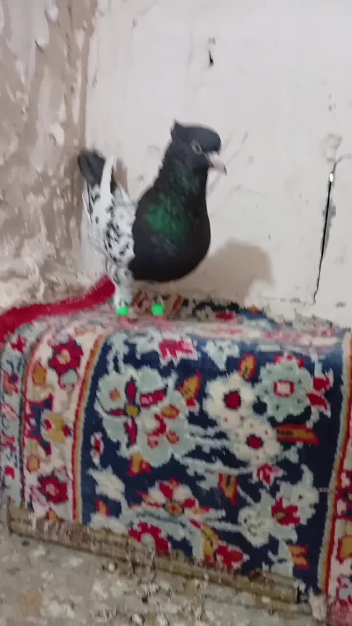 کبوتر|پرنده|مرودشت, پشت سایپا|دیوار